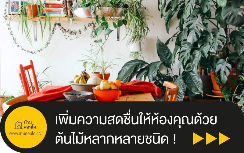 เพิ่มความสดชื่นให้ห้องคุณด้วย ต้นไม้หลากหลายชนิด !