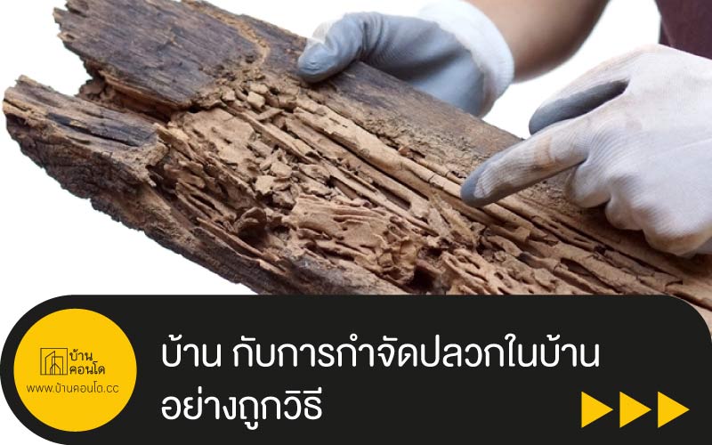 บ้าน กับการกำจัดปลวกในบ้าน อย่างถูกวิธี