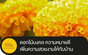ดอกไม้มงคล ความหมายดีเพิ่มความสวยงามให้กับบ้าน