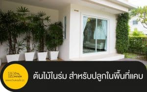 ต้นไม้ในร่ม สำหรับปลูกในพื้นที่แคบ