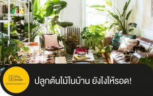 ปลูกต้นไม้ในบ้าน ยังไงให้รอด!