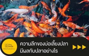 การแต่งสวน : ความลึกของบ่อเลี้ยงปลามีผลกับปลาอย่างไร