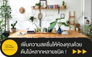 เพิ่มความสดชื่นให้ห้องคุณด้วย ต้นไม้หลากหลายชนิด !