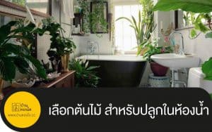 เลือกต้นไม้ สำหรับปลูกในห้องน้ำ