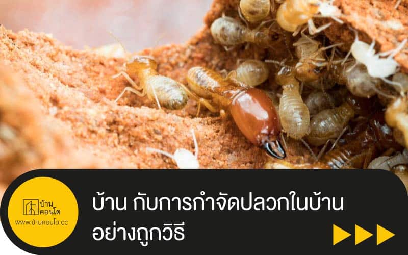 บ้าน กับการกำจัดปลวกในบ้าน อย่างถูกวิธี